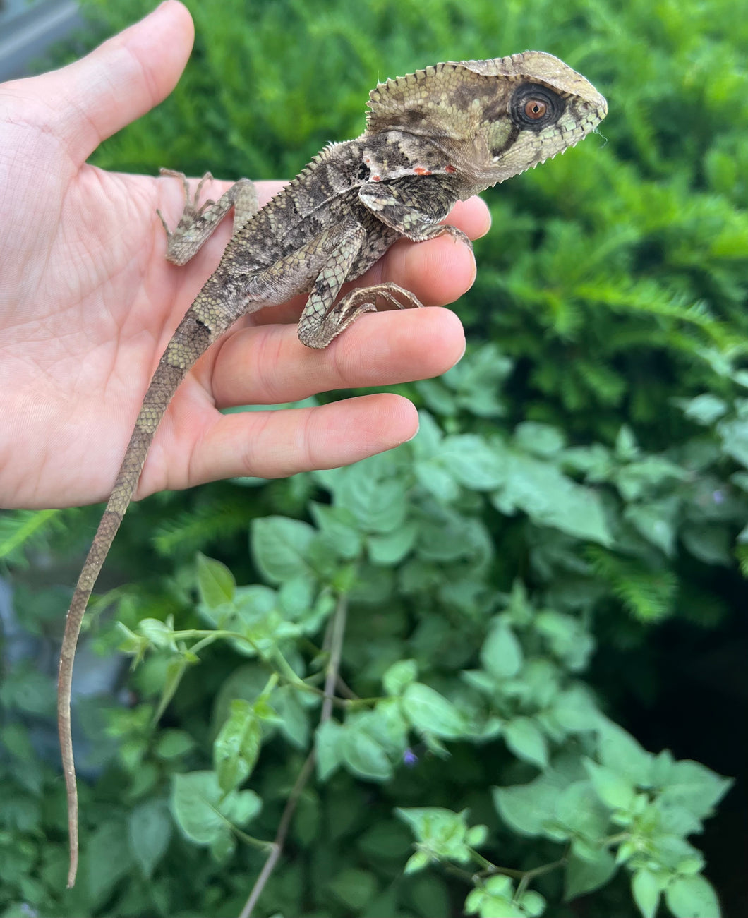 Adult Helmeted Iguana