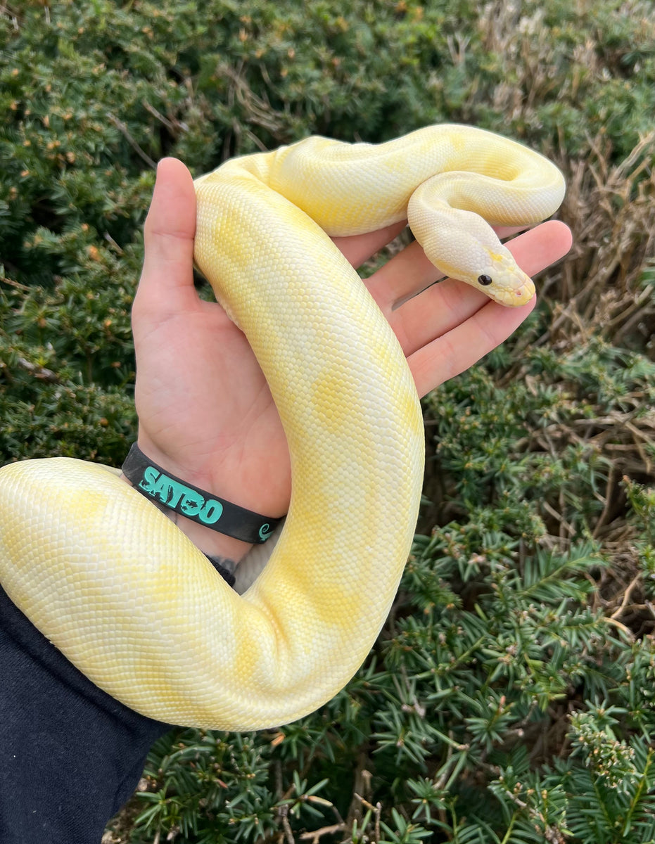 Adult Pastel Champagne Banana Ball Python (Female) – Scales and Tails ...