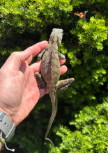 Load image into Gallery viewer, Sub-Adult Angle-Headed Forest Dragon (1.1 Pair)