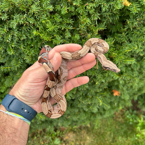 Baby Guyana Boa (Female 1)