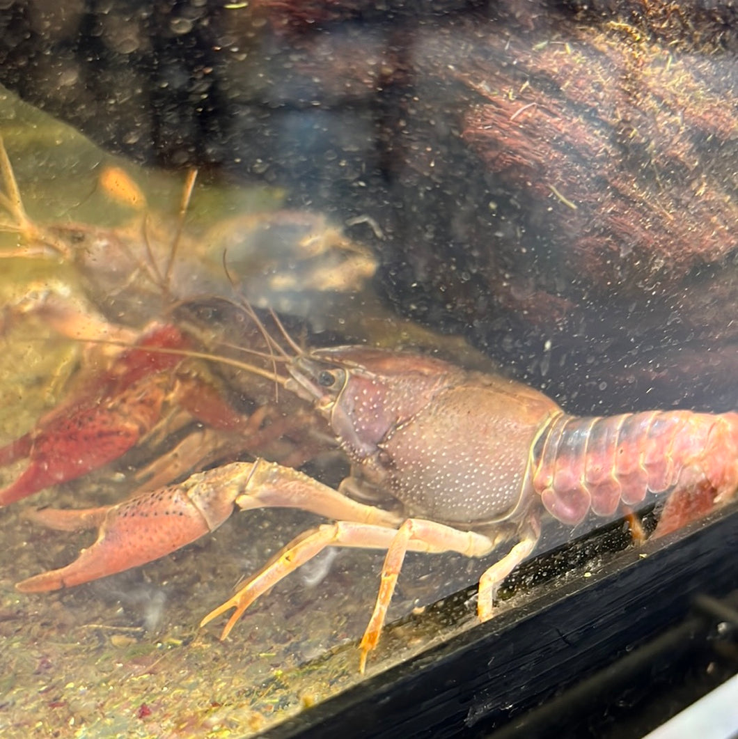 Feeder Crayfish - In-store Only
