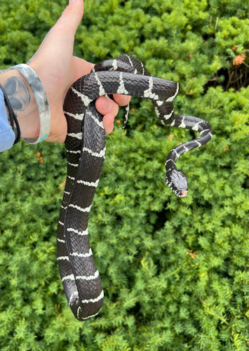 Adult Axanthic Indonesian Mangrove Snake
