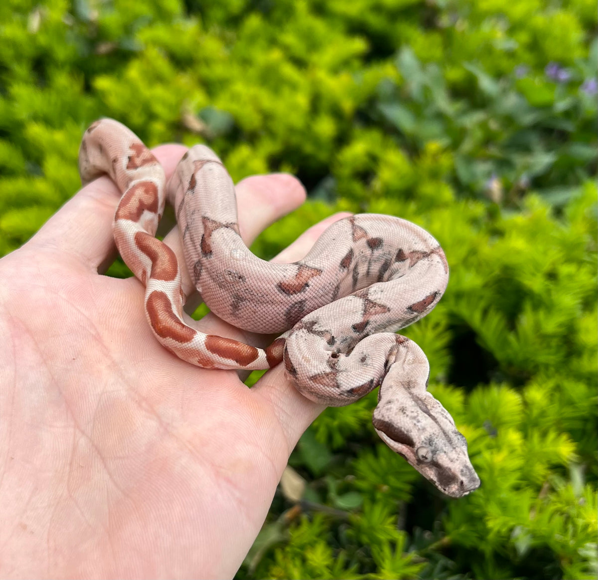 Baby Super Hypo Columbian Red-Tailed Boa Constrictor – Scales and Tails ...