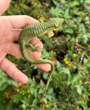 Load image into Gallery viewer, Sub-Adult Mexican Alligator Lizard (2)