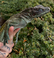 Load image into Gallery viewer, Sub-Adult Weber’s Sailfin Dragon (Male)