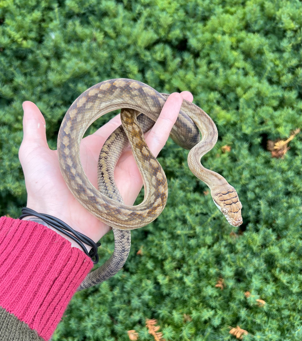 Juvenile Merauke Scrub Python (Female 1)