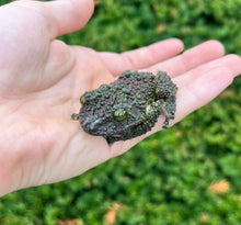 Load image into Gallery viewer, Adult Vietnamese Mossy Frog
