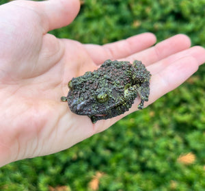 Adult Vietnamese Mossy Frog