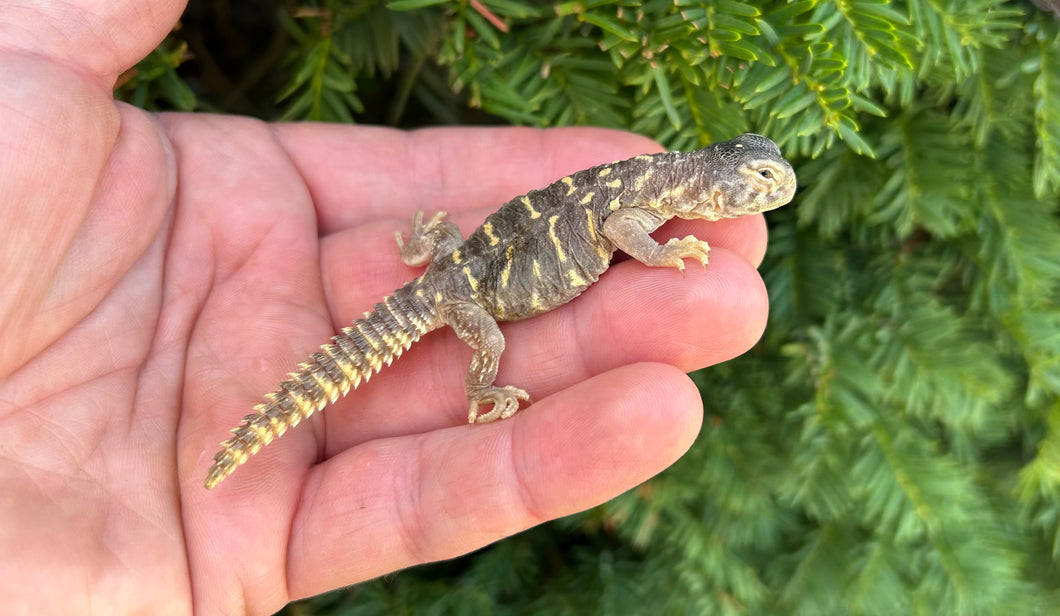 Baby Saudi Arabian Giant Uromastyx