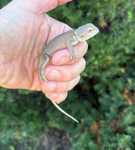 Load image into Gallery viewer, Baby Translucent Witblit Bearded Dragon