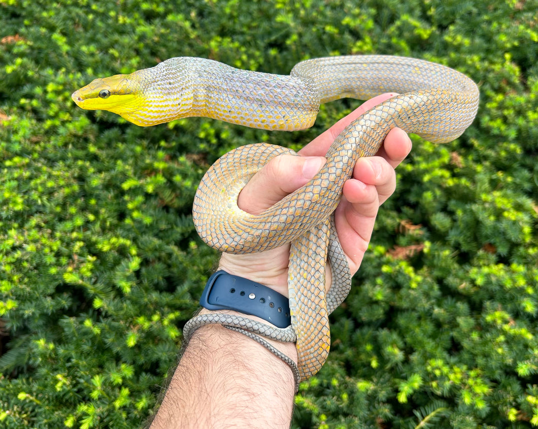 Adult ‘Bronze Phase’ Red Tailed Green Ratsnake (Male)