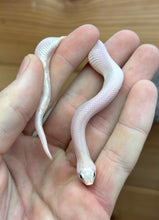 Load image into Gallery viewer, Baby Leucistic Western Hognose Snake (Male)