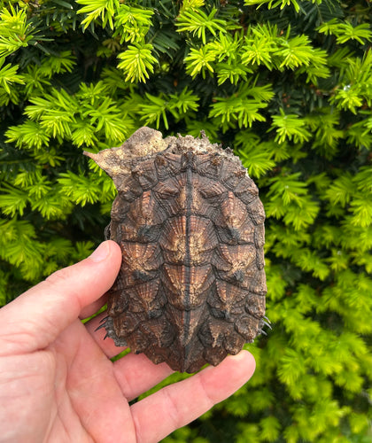4” Mata Mata Turtle (1)