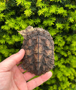 4” Mata Mata Turtle (1)