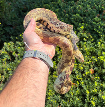 Load image into Gallery viewer, Adult Bullsnake Snake (Male)