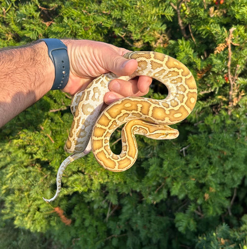 Baby Hypo Burmese Python het Albino (Female)
