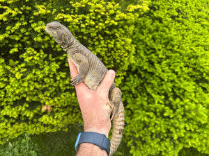 XL Adult Egyptian Uromastyx (1)