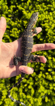 Load image into Gallery viewer, Baby Asian Water Monitor 100% het Black Dragon (1)