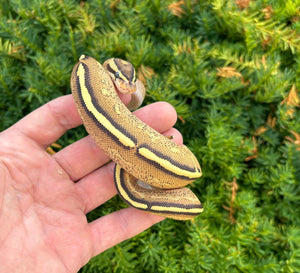 Baby Super Stripe Ball Python (Female)