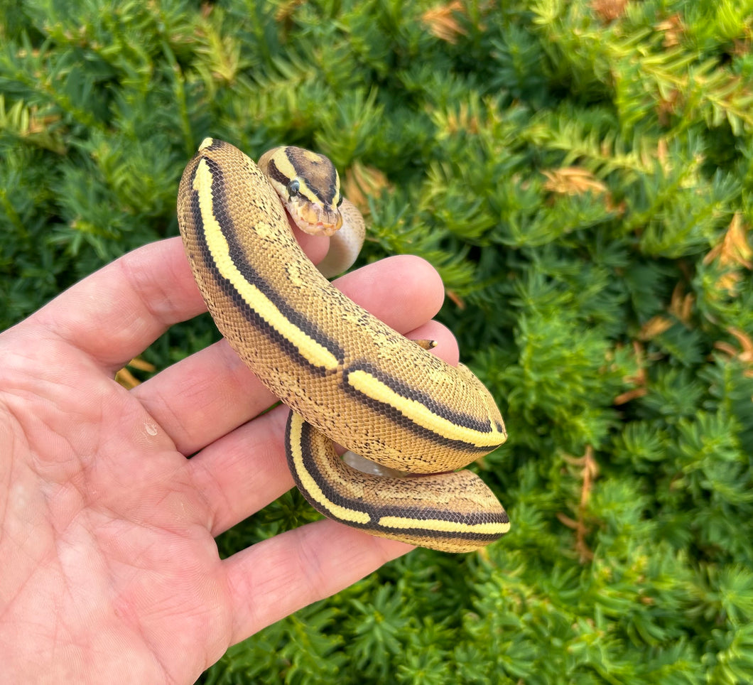 Baby Super Stripe Ball Python (Female)