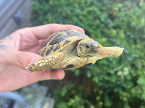 Yearling Hermann’s Tortoise (1)