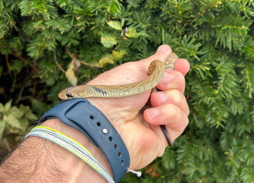 Baby Black-Tailed Cribo (Male 1)