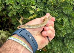 Baby Black-Tailed Cribo (Male 1)