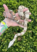Load image into Gallery viewer, Juvenile Columbian Red-Tailed Boa Constrictor (Female)