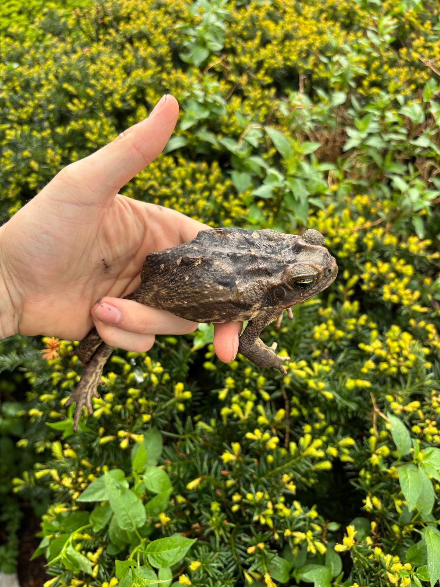 Small Cane Toad – Scales and Tails of Ohio