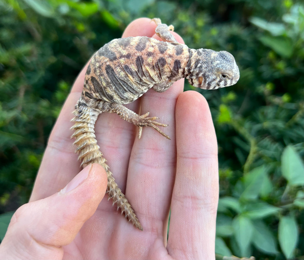Baby Ornate Uromastyx