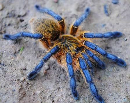 Golden Blue Legged Baboon Tarantula