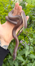 Load image into Gallery viewer, 1.1 Adult New World Burrowing Python