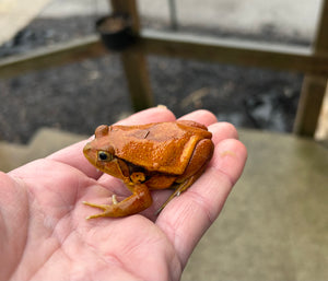 Sub-Adult Tomato Frogs (sexed pair 1)