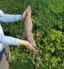Load image into Gallery viewer, Sub-Adult Smooth-Fronted Caiman (Male)
