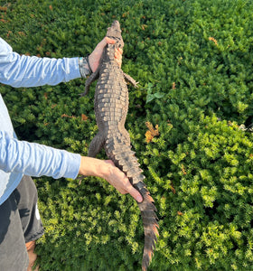 Sub-Adult Smooth-Fronted Caiman (Male)