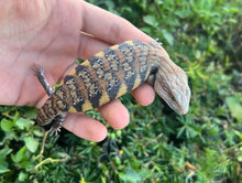 Load image into Gallery viewer, Baby Northern Blue Tongue Skink (4)