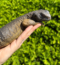 Load image into Gallery viewer, XL Adult Egyptian Uromastyx (2)