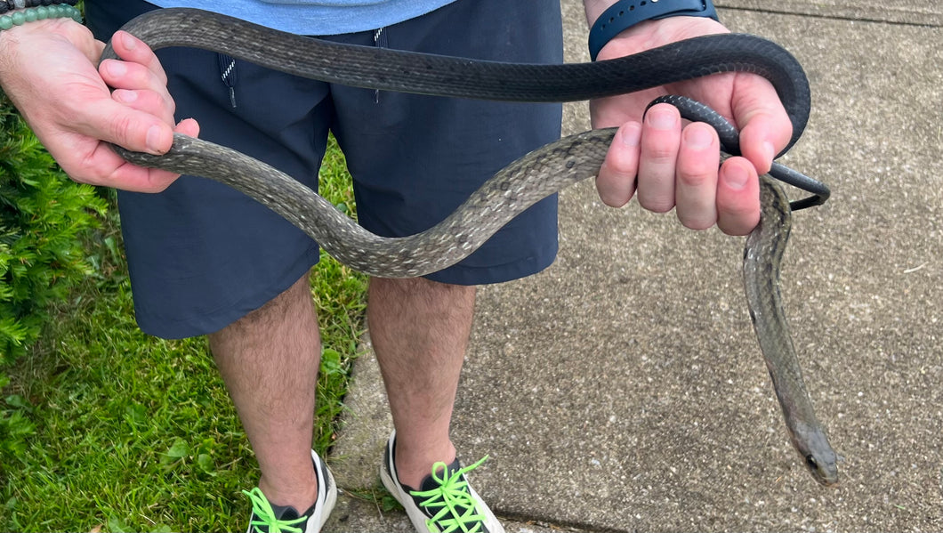 Adult Black Copper Ratsnake (Male)