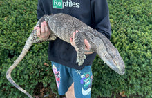 Load image into Gallery viewer, Adult Black Throat Monitor (Male)