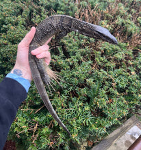 Load image into Gallery viewer, Juvenile Black Roughneck Monitor