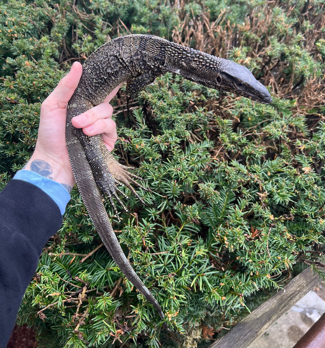Juvenile Black Roughneck Monitor