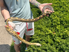 Load image into Gallery viewer, Sub-Adult RC Pastel Motley Red-Tailed Boa Constrictor (Female)