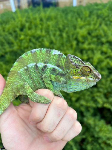 Adult Nosy-Be Panther Chameleon (Male 2)
