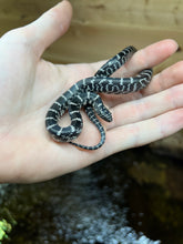 Load image into Gallery viewer, Baby Anery Florida Kingsnake