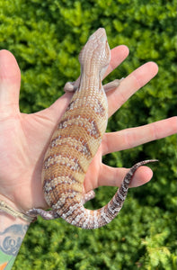 Baby Northern Blue Tongue Skink (4)