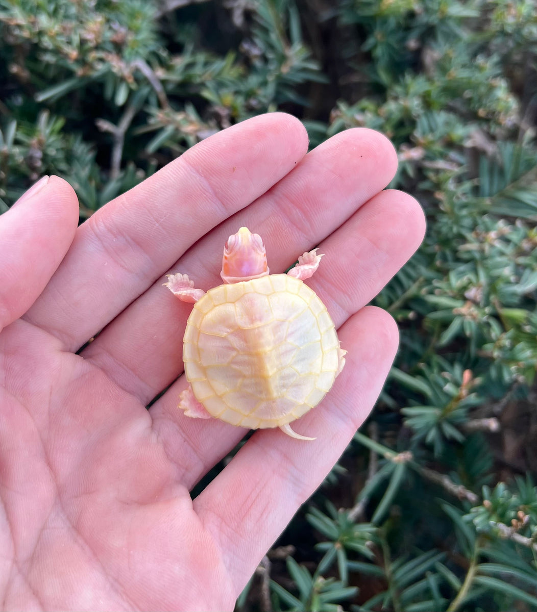 Baby Snow Red-Eared Slider – Scales and Tails of Ohio