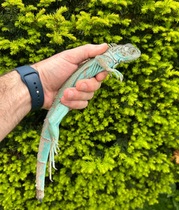 Juvenile Blue Iguana (nub-tail)
