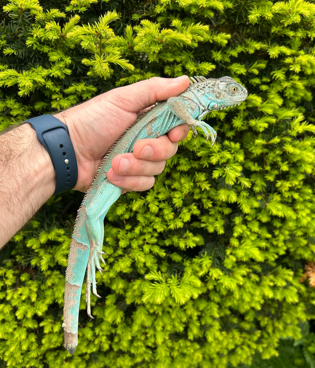 Juvenile Blue Iguana (nub-tail)