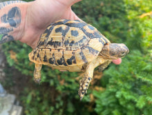 Load image into Gallery viewer, 5” Greek Tortoise (2)