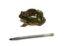 Load image into Gallery viewer, Sub-Adult Giant Pixie Frog
